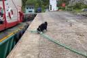 Scotland's only ferry dog pulls in passengers on lifeline Skye route