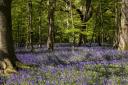 ‘If you haven’t been bluebell-spotting yet, then I urge you to hotfoot it to the nearest woods this weekend’