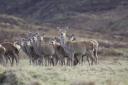 Venison farming could be key to sustainable diets in Scotland