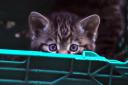 Five critically endangered wildcat kittens born at Scottish wildlife park