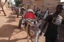 A man leads donkeys pulling water barrels in Khartoum, Sudan (Marwan Ali/AAP/PA)