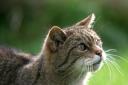 Scottish Wildcats living in the wild are ‘functionally extinct’ due to habitat loss and being bred out by mating with feral domestic cats.