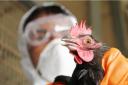 The spread of flu from birds to humans is considered one of the likeliest sources for future pandemics