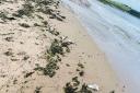 The local authority confirmed another 100 carcasses were found on Stonehaven beach on Tuesday.