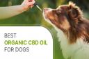 Since the market is flooded with CBD oil for dogs, the process of researching and comparing several products and then picking the right one can be overwhelming for pet parents.