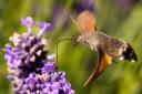 Hummingbird Hawk moth