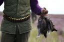 Holyrood back new licensing regime for Scotland' grouse moors