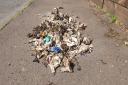 Sewage debris gathered at Milsey Bay,  North Berwick, by Richard Yates