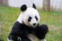 Tian-Tian, a panda