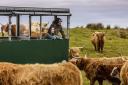 Kitchen Coos and Ewes in Wigtownshire, Dumfries & Galloway.