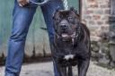 Rishi Sunak says he will ban  American Bully XL dogs