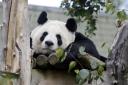Edinburgh's pandas will soon return to China