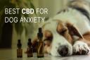 In this article, we'll explore high-quality CBD products specifically designed to create a soothing and more relaxing experience for your furry, loyal friend.