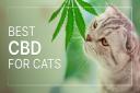 Considering cats' selective preferences, exploring different CBD products is helpful.