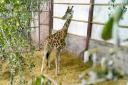 Endangered Rothchild's giraffe Sifa