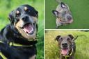These rescue dogs have been waiting for a long time at Dogs Trust Glasgow