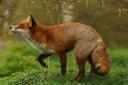 Campaigners want to see a full ban on snares