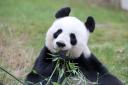 Giant panda Tian Tian at Edinburgh Zoo. There's only a few days left to see the bears