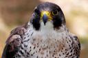 A peregrine falcon was found dead in an illegal trap near Edinburgh