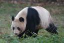 Giant panda Yang Guang at Edinburgh Zoo