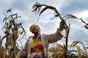 Euronica Monga, who lost crops to climate change induced drought - pictured with some of her dying crop of maize
