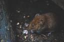 Scots are living in homes overrun by rats and mould, Citizens Advice Scotland has found