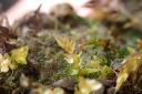 It is hoped the species of moss can now be preserved across the UK.