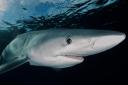Climate change may see more sharks in Scottish waters