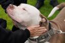 The Scottish SPCA has given guidance on owners bringing Xl Bullies to Scotland