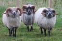 Orkney Boreray sheep