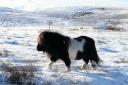 A Shetland pony grazing in a field near Scalloway on the Shetland Islands after recent snowfall