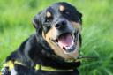 Bella is hoping to be adopted from Dogs Trust Glasgow