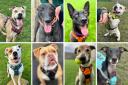 Edinburgh rescue dogs Simon, Graham, Storm, Bailey, Quincy, Peter, Dotty and Ted