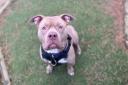 New rules on XL Bully dogs in Scotland come into force today
