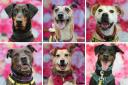 These six rescue dogs are up for adoption at Dogs Trust in Glasgow
