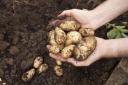 Potatoes are a favourite for growers
