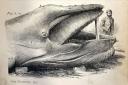 Illustration from Prof. Struthers, the Aberdeen anatomist who dissected the Tay Whale