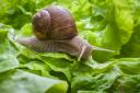 Garden slugs are our top pests