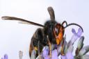 The Asian Hornet could pose a threat to Scotland's Honeybee population.