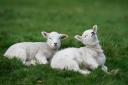 Three lambs were found dead after a suspected dog attack