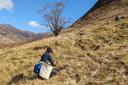 Young wych elm trees have been transferred from the Royal Botanic Garden Edinburgh and replanted in Forestry and Land Scotland managed Glen Affric
