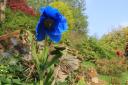 Cawdor blue poppies