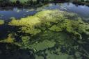 Researchers are looking at using sewage sludge in a process to tackle algal blooms