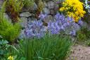 Camassias are willing plants and will tolerate most types of soil