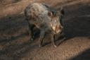 Wild boars wreaking havoc to crops and farms, say conservation watchdog