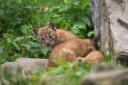 A consulation has been launched which could yet see the lynx introduced to countryside near Glasgow