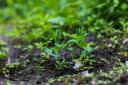 Like all veg, peas have a better chance of success when sown into soil raked to a fine tilth. Photograph: Shutterstock