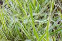 Take Carex: why sedges are ideal for damp, shady spots