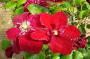 The double red clematis Charmaine.