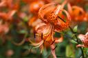 If your soil is alkaline then you can plant tiger lilies, Lilium lancifolium. Photograph: Shutterstock